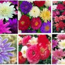 Xeranthemum Lumina Double Mixed Colors Everlasting Flowers 25 Heirloom Seeds