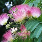 2 Silk Mimosa Tree Fragrant Pink Flowers Albizia 6_ Seedling Starter Live Plants Indoor Outdoor Gard 2 Silk Mimosa Tree Fragrant Pink Flowers Albizia 6_ Seedling Starter Live Plants Indoor Outdoor Gard