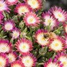 3 Jewel Of Desert Ruby Ice Plants Live Flowers 35_ Pots Delosperma Indoor Outdoor Garden Gardening 3 Jewel Of Desert Ruby Ice Plants Live Flowers 35_ Pots Delosperma Indoor Outdoor Garden Gardening