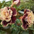 4 Cream Maroon Desert Rose Seeds Adenium Flowers Flower Perennial 21 Fresh Garden 4 Cream Maroon Desert Rose Seeds Adenium Flowers Flower Perennial 21 Fresh Garden