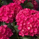 5 Alabama Star Hydrangea Seeds Perennial Garden Shrub Flowers Flower Seed 1407 Fresh Garden 5 Alabama Star Hydrangea Seeds Perennial Garden Shrub Flowers Flower Seed 1407 Fresh Garden