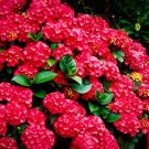 5 Cardinal Red Hydrangea Seeds Perennial Flowers Flower Garden Seed 1416 Fresh Garden