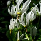 5 Eastern Shooting Star Bulb Roots White Perennial Flowers Primula Meadia Indoor Outdoor Garden Gard 5 Eastern Shooting Star Bulb Roots White Perennial Flowers Primula Meadia Indoor Outdoor Garden Gard