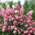 5 Fire Light Pink Hydrangea Seeds Perennial Flowers Flower Garden Seed 1423 Fresh Garden 5 Fire Light Pink Hydrangea Seeds Perennial Flowers Flower Garden Seed 1423 Fresh Garden