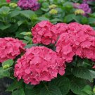 5 Lets Dance Hydrangea Seeds Perennial Flowers Flower Garden Seed 1431 Fresh Garden 5 Lets Dance Hydrangea Seeds Perennial Flowers Flower Garden Seed 1431 Fresh Garden
