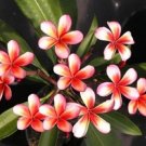 5 Red Orange Plumeria Seeds Plants Flower Seed Perennial Flowers 203 Fresh Garden 5 Red Orange Plumeria Seeds Plants Flower Seed Perennial Flowers 203 Fresh Garden