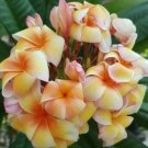 5 Yellow Orange Plumeria Seeds Plants Flower Flowers Perennial Seed 504 Fresh Garden 5 Yellow Orange Plumeria Seeds Plants Flower Flowers Perennial Seed 504 Fresh Garden