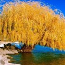 5 Yellow Willow Seeds Tree Wee Flower Giant Flowers Seed Perennial 115 Fresh Garden