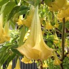 10 Aztec Gold Rose Angel Trumpet Seeds Flowers Seed Brugmansia Datura 626 Fresh Garden 10 Aztec Gold Rose Angel Trumpet Seeds Flowers Seed Brugmansia Datura 626 Fresh Garden