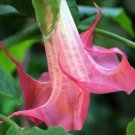 10 Bubble Gum Angel Trumpet Seeds Flowers Seed Flower Brugmansia Datura 631 Fresh Garden 10 Bubble Gum Angel Trumpet Seeds Flowers Seed Flower Brugmansia Datura 631 Fresh Garden