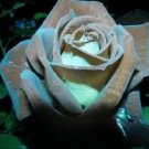 10 Chocolate Mint Rose Seeds Flower Bush Perennial Shrub Flowers Fresh Garden 10 Chocolate Mint Rose Seeds Flower Bush Perennial Shrub Flowers Fresh Garden