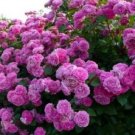 10 Climbing Purple Rose Seeds Flower Bush Perennial Shrub Flowers Seed 1299 Fresh Garden 10 Climbing Purple Rose Seeds Flower Bush Perennial Shrub Flowers Seed 1299 Fresh Garden