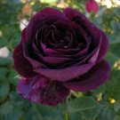 10 Dark Purple Rose Seeds Flower Bush Perennial Shrub Flowers Seed 1256 Fresh Garden