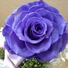 10 Light Blue Rose Seeds Flower Bush Perennial Shrub Flowers Seed 1260 Fresh Garden