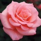 10 Light Pink Rose Seeds Flower Bush Perennial Shrub Flowers Seed 1254 Fresh Garden 10 Light Pink Rose Seeds Flower Bush Perennial Shrub Flowers Seed 1254 Fresh Garden