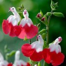 10 Seeds Dazzle Flowers Chick Shaped Face Blooms Fresh Garden 10 Seeds Dazzle Flowers Chick Shaped Face Blooms Fresh Garden