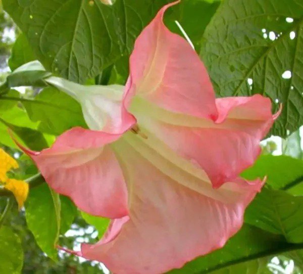 10 Sunset Angel Trumpet Seeds Flowers Seed Flower Brugmansia Datura 669 Fresh Garden