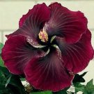 20 Dark Red Black Hibiscus Seeds Flowers Flower Seed Perennial Bloom 498 Fresh Garden 20 Dark Red Black Hibiscus Seeds Flowers Flower Seed Perennial Bloom 498 Fresh Garden