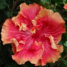 20 Double Red Orange Hibiscus Seeds Perennial Flower Flowers Seed 373 Fresh Garden 20 Double Red Orange Hibiscus Seeds Perennial Flower Flowers Seed 373 Fresh Garden