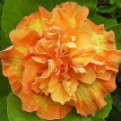 20 Double Yellow Orange Hibiscus Seeds Flowers Flower Seed Perennial Bloom 476 Fresh Garden 20 Double Yellow Orange Hibiscus Seeds Flowers Flower Seed Perennial Bloom 476 Fresh Garden