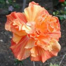 20 Double Yellow Orange Hibiscus Seeds Flowers Perennial Flower 365 Fresh Garden 20 Double Yellow Orange Hibiscus Seeds Flowers Perennial Flower 365 Fresh Garden
