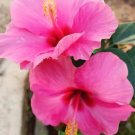 20 Pink Hibiscus Seeds Perennial Flowers Flower Seed 45 Fresh Garden