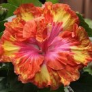 20 Pink Yellow Orange Hibiscus Seeds Flowers Flower Seed Perennial 436 Fresh Garden 20 Pink Yellow Orange Hibiscus Seeds Flowers Flower Seed Perennial 436 Fresh Garden