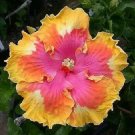 20 Pink Yellow Orange Hibiscus Seeds Flowers Flower Seed Perennial Bloom 479 Fresh Garden 20 Pink Yellow Orange Hibiscus Seeds Flowers Flower Seed Perennial Bloom 479 Fresh Garden