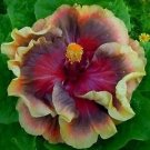20 Purple And Maroon Hibiscus Seeds Flowers Flower Seed Perennial Bloom 146 Fresh Garden 20 Purple And Maroon Hibiscus Seeds Flowers Flower Seed Perennial Bloom 146 Fresh Garden