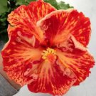 20 Red Orange Hibiscus Seeds Flowers Flower Seed Perennial Bloom 444 Fresh Garden 20 Red Orange Hibiscus Seeds Flowers Flower Seed Perennial Bloom 444 Fresh Garden