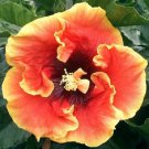 20 Yellow Orange Hibiscus Seeds Flowers Flower Seed Perennial Bloom 445 Fresh Garden 20 Yellow Orange Hibiscus Seeds Flowers Flower Seed Perennial Bloom 445 Fresh Garden