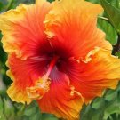 20 Yellow Orange Hibiscus Seeds Perennial Flowers Seed Flower 425 Fresh Garden 20 Yellow Orange Hibiscus Seeds Perennial Flowers Seed Flower 425 Fresh Garden