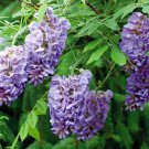 25 Amethyst Falls Lilac Seeds Tree Fragrant Flowers Perennial Seed Flower 988 Fresh Garden