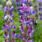 25 Arroyo Lupine Seeds Flower Perennial Flowers Seed 770 Wildflower Fresh Garden 25 Arroyo Lupine Seeds Flower Perennial Flowers Seed 770 Wildflower Fresh Garden