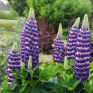 25 Blacksmith Lupine Seeds Flower Perennial Hardy Flowers Seed 933 Fresh Garden 25 Blacksmith Lupine Seeds Flower Perennial Hardy Flowers Seed 933 Fresh Garden