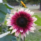 25 Cherry Rose Sunflower Seeds Flowers Seed Flower Perennial Sun Bloom 230 Fresh Garden 25 Cherry Rose Sunflower Seeds Flowers Seed Flower Perennial Sun Bloom 230 Fresh Garden