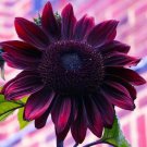 25 Chocolate Cherry Sunflower Seeds Flowers Seed Flower Perennial Sun Bloom 228 Fresh Garden 25 Chocolate Cherry Sunflower Seeds Flowers Seed Flower Perennial Sun Bloom 228 Fresh Garden