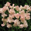 25 Heaven Scent Sweet Pea Seeds Flowers Seed Flower Annual Bee Butterfly 335 Fresh Garden