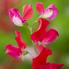 25 King Edward Sweet Pea Seeds Flowers Seed Flower Annual Bee Butterfly 332 Fresh Garden