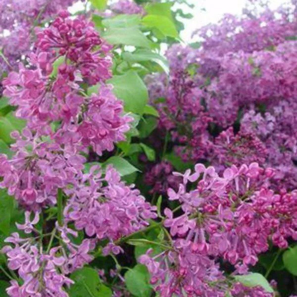 25 Pocahontas Lilac Seeds Tree Fragrant Flowers Perennial Seed Flower 968 Fresh Garden