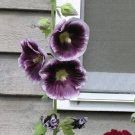 25 Purple White Hollyhock Seeds Perennial Giant Flower Garden Seed Flowers 35 Fresh Garden