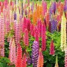 25 Rainbow Mix Lupine Seeds Flower Perennial Seed Bloom Flowers 363 Fresh Garden 25 Rainbow Mix Lupine Seeds Flower Perennial Seed Bloom Flowers 363 Fresh Garden