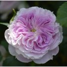 25 Rare Garden Rose Seeds Blue Moonstone Hybrid Rose Seeds Perennial Flowers Fresh Garden
