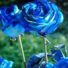 25 Seeds Sky Blue Pacific Rose Flowers Fresh Garden