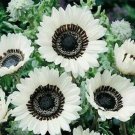25 Snow White Sunflower Seeds Flowers Seed Flower Perennial Bloom 239 Fresh Garden 25 Snow White Sunflower Seeds Flowers Seed Flower Perennial Bloom 239 Fresh Garden