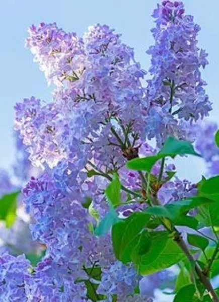 25 Thistle Lilac Seeds Tree Fragrant Flowers Perennial Seed Flower 984 Fresh Garden