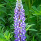 25 Violet Lupine Seeds Flower Perennial Flowers Seed Hardy 1040 Fresh Garden 25 Violet Lupine Seeds Flower Perennial Flowers Seed Hardy 1040 Fresh Garden