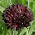 50 Black Cherry Bachelors Button Seeds Annual Seed Flower Flowers Garden 582 Fresh Garden 50 Black Cherry Bachelors Button Seeds Annual Seed Flower Flowers Garden 582 Fresh Garden