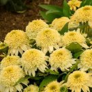 50 Butter Peacan Coneflower Seeds Echinacea Flower Perennial Flowers Seed 904 Fresh Garden