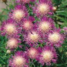 50 Centaurea Bachelors Button Seeds Annual Seed Flower Flowers Garden 591 Fresh Garden